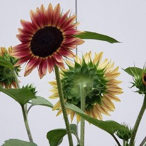 Meet your Posher, Gina